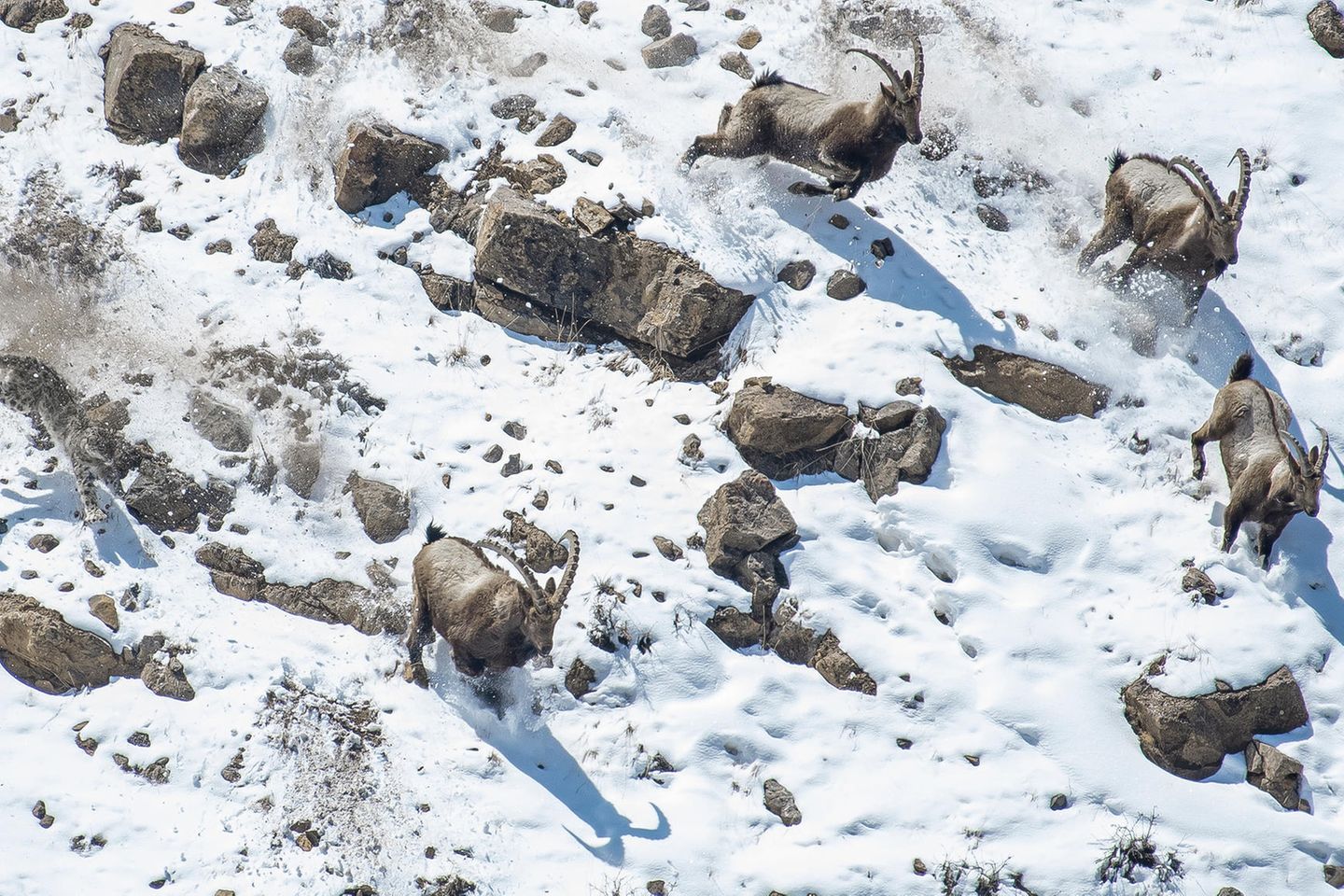 Perfekt getarnt jagt ein Schneeleopard eine Herde von Sibirischen Steinböcken über eine schneebedeckte Anhöhe in Nordindien.