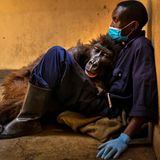 13 Jahre, nachdem Berggorilla Ndakasis gesamte Gruppe von Mafiosi getötet wurde, stirbt sie in den Armen ihres Retters und Pflegers.