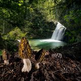 In den Wäldern des Olymps tut sich eine Märchenlandschaft auf. Morcheln gelten als schwierig zu kultivieren, aber hier, im höchsten Gebirge Griechenlands, wachsen sie natürlich.