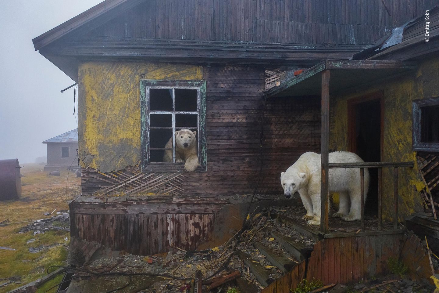 In einer verlassenen Unterkunft finden Eisbären Zuflucht vor einem Sturm.