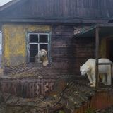 In einer verlassenen Unterkunft finden Eisbären Zuflucht vor einem Sturm.