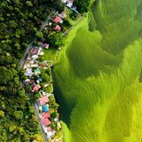 Was hübsch aussieht, hat einen traurigen Grund: Rund 75.000 Tonnen Abfall landen jedes Jahr im Amatitlán-See in Guatemala und sorgen dafür, dass Algen im Wasser gedeihen.