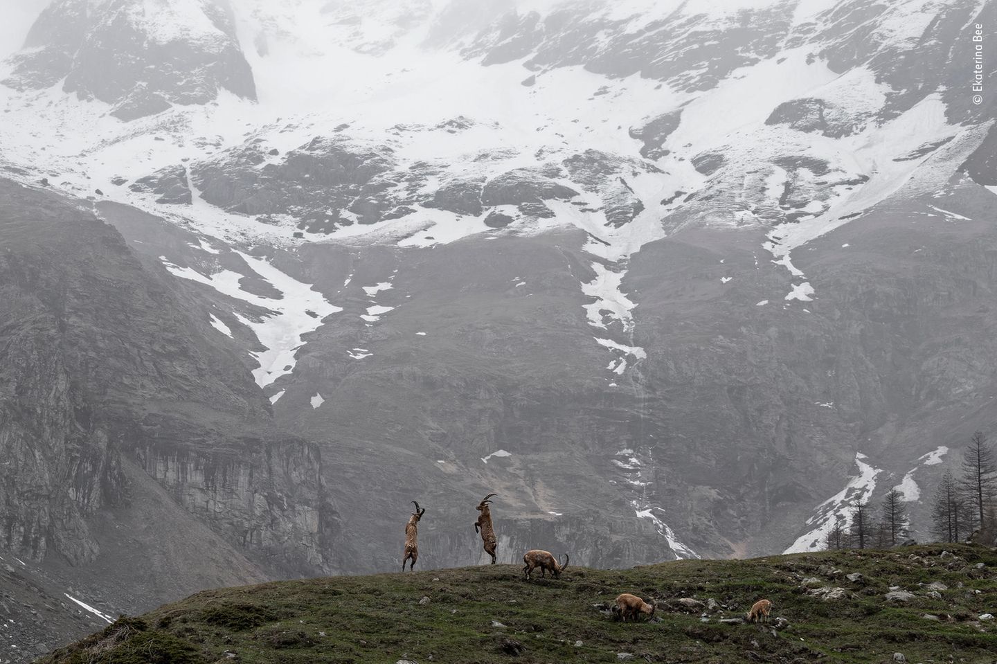 In der Kulisse ihres Habitats kämpfen zwei Alpensteinböcke um Überlegenheit. Lange Zeit galt ihre Art als beinahe ausgerottet, heute gibt es wieder mehr als 50.000 von ihnen.