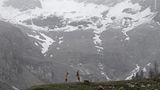 In der Kulisse ihres Habitats kämpfen zwei Alpensteinböcke um Überlegenheit. Lange Zeit galt ihre Art als beinahe ausgerottet, heute gibt es wieder mehr als 50.000 von ihnen.