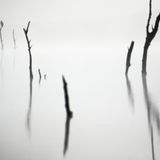 Umgeben von dichtem Nebel sitzt ein Fischadler auf einem toten Baum im spanischen Cádiz.