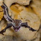 Nur wenige Sekunden braucht die Yucatan Nachtnatter, um eine Fledermaus mitten im Flug zu fangen und zurück in ihr Versteck zu ziehen.