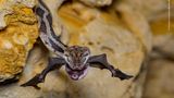 Nur wenige Sekunden braucht die Yucatan Nachtnatter, um eine Fledermaus mitten im Flug zu fangen und zurück in ihr Versteck zu ziehen.