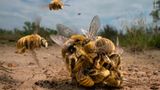 Eine Gruppe aus Bienen wetteifert um das einzige Weibchen in der Runde. Klimawandel, Pestizide und immer weniger Lebensraum machen es den Bienen weltweit schwer, ihre Art zu erhalten. Karine Aigner wird mit diesem Wildlife Photographer of the Year 2022