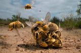 Eine Gruppe aus Bienen wetteifert um das einzige Weibchen in der Runde. Klimawandel, Pestizide und immer weniger Lebensraum machen es den Bienen weltweit schwer, ihre Art zu erhalten. Karine Aigner wird mit diesem Wildlife Photographer of the Year 2022