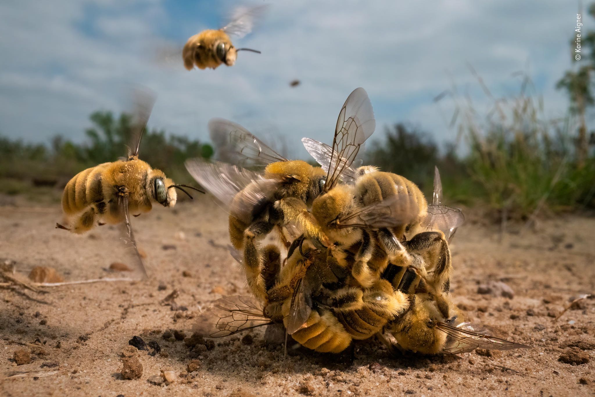 Naturfotografie: Wie es gelingt, die Natur in ihren dramatischsten Momenten  festzuhalten - [GEO]