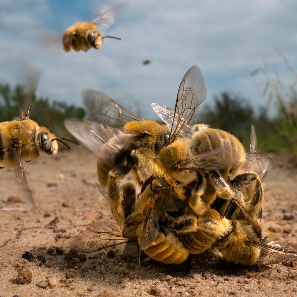 Eine Gruppe aus Bienen wetteifert um das einzige Weibchen in der Runde. Klimawandel, Pestizide und immer weniger Lebensraum machen es den Bienen weltweit schwer, ihre Art zu erhalten. Karine Aigner wird mit diesem Wildlife Photographer of the Year 2022