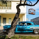 Wer singt am schönsten? In Kuba und den USA lassen einige Menschen Vögel in Gesangswettbewerben gegeneinander antreten. Auch dieser Kubanische Gimpel soll sich darauf vorbereiten, indem er sich an den Straßenlärm gewöhnt.