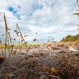 Um den Alpenstrandläufer ganz nah zu kommen platziert Mateusz Piesiak seine ferngesteuerte Kamera auf dem Schlamm eines Schilfbetts. Ein vorbeiziehender Wanderfalke schreckt die Tiere auf und sorgt damit für einen spannenden Fotomoment mit dem Titel “ ‘A theatre of birds“.