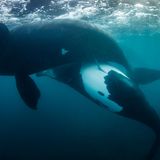 Ein Bild der Hoffnung gelingt Richard Robinson. Mit seiner Kamera dokumentiert er die Paarung Südlicher Glattwal. Durch jedes neue Kalb erholt sich die neuseeländische Walpopulation, diese wurde im 18. Jahrhundert fast bis zur Ausrottung gejagt.