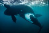 Ein Bild der Hoffnung gelingt Richard Robinson. Mit seiner Kamera dokumentiert er die Paarung Südlicher Glattwal. Durch jedes neue Kalb erholt sich die neuseeländische Walpopulation, diese wurde im 18. Jahrhundert fast bis zur Ausrottung gejagt.