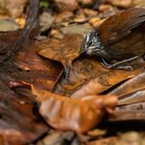 Die scheuen Zaunkönige vor die Kamera zu bekommen, ist kein einfaches Unterfangen. Dem Fotografen Nick Kanakis hüpfte der kleine Vogel glücklicherweise direkt vor die dafür positionierte Kamera. Das Tier drückte sogar sein Ohr auf den Boden, um nach kleinen Insekten zu lauschen.