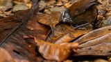 Die scheuen Zaunkönige vor die Kamera zu bekommen, ist kein einfaches Unterfangen. Dem Fotografen Nick Kanakis hüpfte der kleine Vogel glücklicherweise direkt vor die dafür positionierte Kamera. Das Tier drückte sogar sein Ohr auf den Boden, um nach kleinen Insekten zu lauschen.