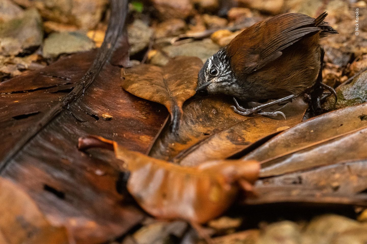Die scheuen Zaunkönige vor die Kamera zu bekommen, ist kein einfaches Unterfangen. Dem Fotografen Nick Kanakis hüpfte der kleine Vogel glücklicherweise direkt vor die dafür positionierte Kamera. Das Tier drückte sogar sein Ohr auf den Boden, um nach kleinen Insekten zu lauschen.