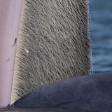 Katanyou Wuttichaitanakorn - Gewinner "15-17 Years"