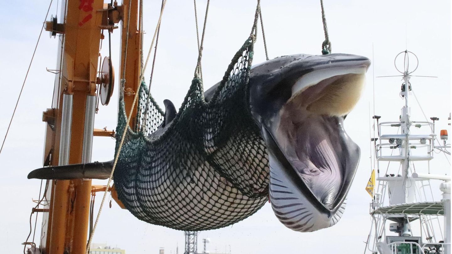 Ein Zwergwal wird in einem Hafen von einem Schiff gelöscht
