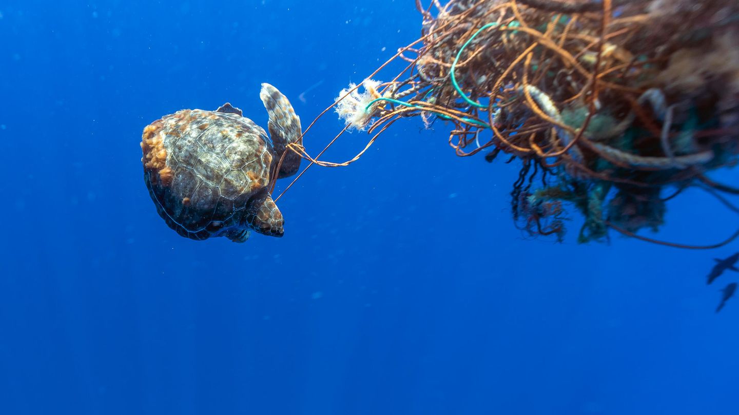 Unechte Karette (Caretta caretta), gefangen in einem frei schwebenden Geisternetzen