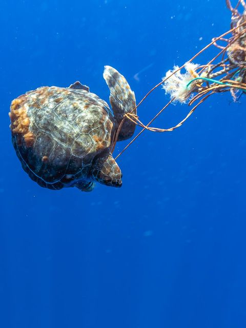 Unechte Karette (Caretta caretta), gefangen in einem frei schwebenden Geisternetzen