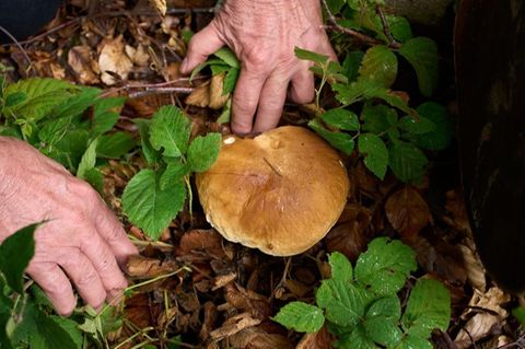 Nachdem die Saison nach einem trockenen Sommer zunächst mau schien, sprießen die Pilze inzwischen dank Regen zahlreich aus dem B