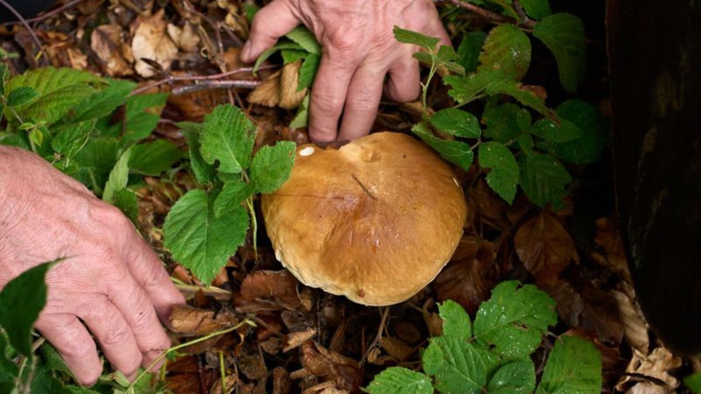 Nachdem die Saison nach einem trockenen Sommer zunächst mau schien, sprießen die Pilze inzwischen dank Regen zahlreich aus dem B