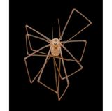 4th Place    Dr. Andrew Posselt    University of California, San Francisco (UCSF)    Department of Surgery    Mill Valley, California, USA    Long-bodied cellar/daddy long-legs spider (Pholcus phalangioides)    Image Stacking    3X (Objective Lens Magnification)
