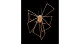 4th Place    Dr. Andrew Posselt    University of California, San Francisco (UCSF)    Department of Surgery    Mill Valley, California, USA    Long-bodied cellar/daddy long-legs spider (Pholcus phalangioides)    Image Stacking    3X (Objective Lens Magnification)