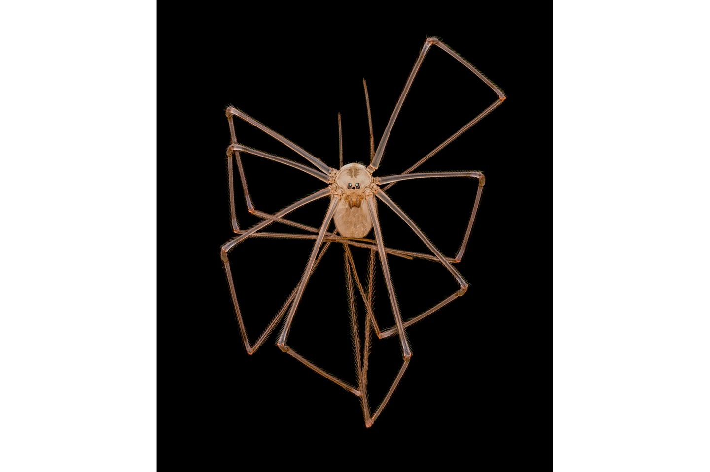 4th Place    Dr. Andrew Posselt    University of California, San Francisco (UCSF)    Department of Surgery    Mill Valley, California, USA    Long-bodied cellar/daddy long-legs spider (Pholcus phalangioides)    Image Stacking    3X (Objective Lens Magnification)