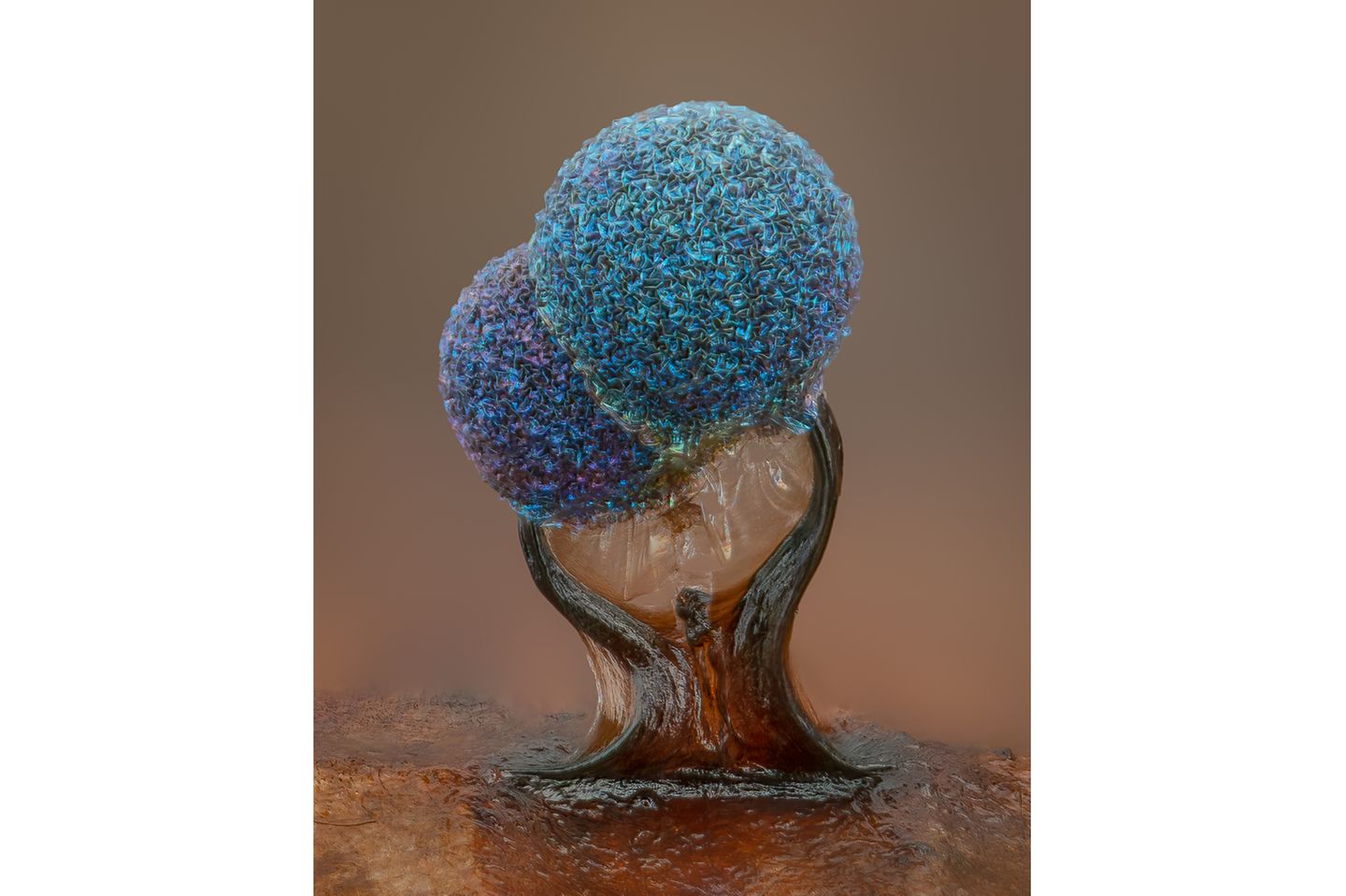 5th Place    Alison Pollack    San Anselmo, California, USA    Slime mold (Lamproderma)    Image Stacking, Reflected Light    10X (Objective Lens Magnification)