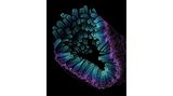 3rd Place    Satu Paavonsalo & Dr. Sinem Karaman    University of Helsinki    Individualized Drug Therapy Research Program, Faculty of Medicine    Helsinki, Finland    Blood vessel networks in the intestine of an adult mouse    Confocal    10X (Objective Lens Magnification)