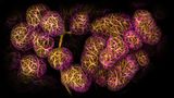 2nd Place    Dr. Caleb Dawson    WEHI, The Walter and Eliza Hall Institute of Medical Research    Department of Immunology    Melbourne, Victoria, Australia    Breast tissue showing contractile myoepithelial cells wrapped around milk-producing alveoli    Confocal    40X (Objective Lens Magnification)