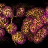 2nd Place    Dr. Caleb Dawson    WEHI, The Walter and Eliza Hall Institute of Medical Research    Department of Immunology    Melbourne, Victoria, Australia    Breast tissue showing contractile myoepithelial cells wrapped around milk-producing alveoli    Confocal    40X (Objective Lens Magnification)