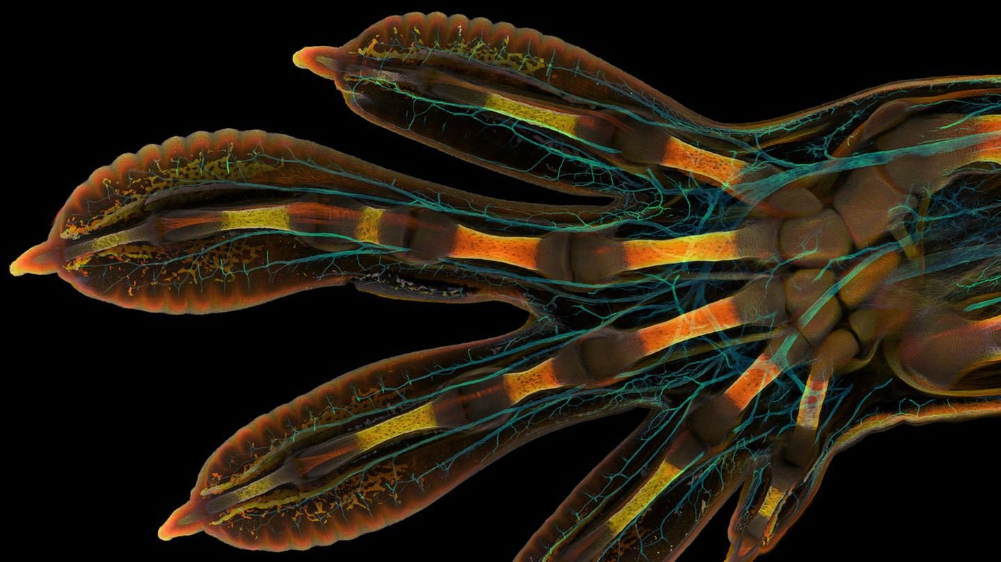 1st Place Grigorii Timin & Dr. Michel Milinkovitch University of Geneva Department of Genetics and Evolution  Geneva, Switzerland Embryonic hand of a Madagascar giant day gecko (Phelsuma grandis) Confocal 63X (Objective Lens Magnification)