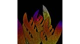8th Place    Dr. Nathanaël Prunet    University of North Carolina at Chapel Hill    Department of Biology    Chapel Hill, North Carolina, USA    Growing tip of a red algae    Confocal    10X (Objective Lens Magnification)