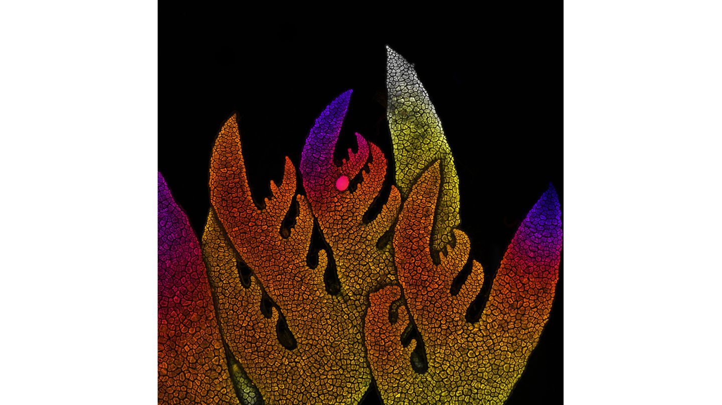 8th Place    Dr. Nathanaël Prunet    University of North Carolina at Chapel Hill    Department of Biology    Chapel Hill, North Carolina, USA    Growing tip of a red algae    Confocal    10X (Objective Lens Magnification)