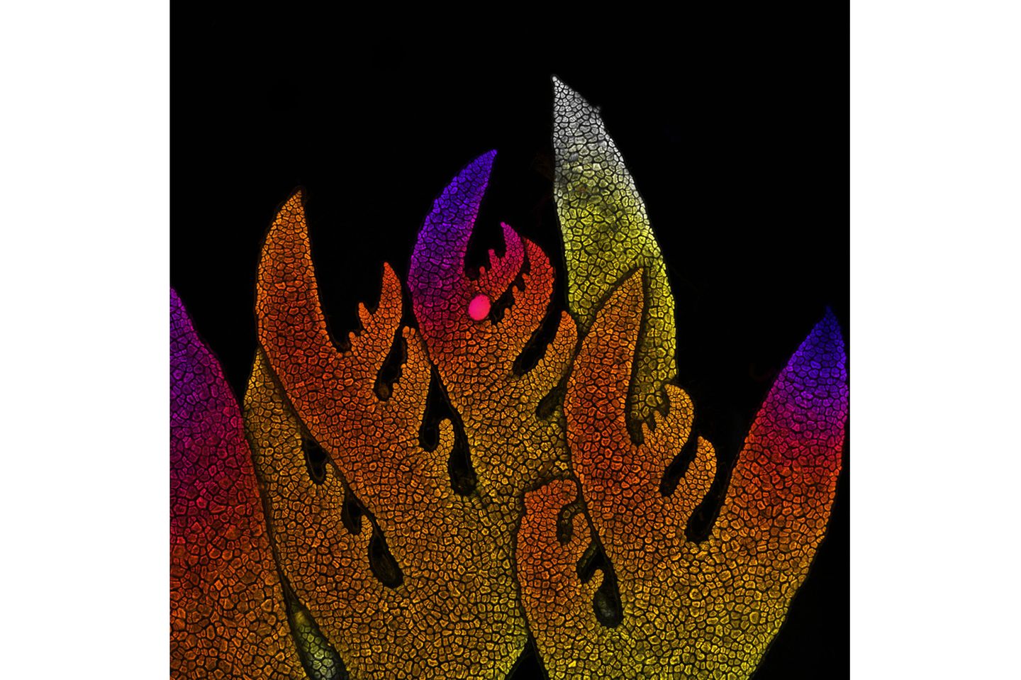 8th Place    Dr. Nathanaël Prunet    University of North Carolina at Chapel Hill    Department of Biology    Chapel Hill, North Carolina, USA    Growing tip of a red algae    Confocal    10X (Objective Lens Magnification)