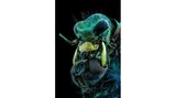 10th Place    Murat Öztürk    Ankara, Turkey    A fly under the chin of a tiger beetle    Image Stacking    3.7X (Objective Lens Magnification)
