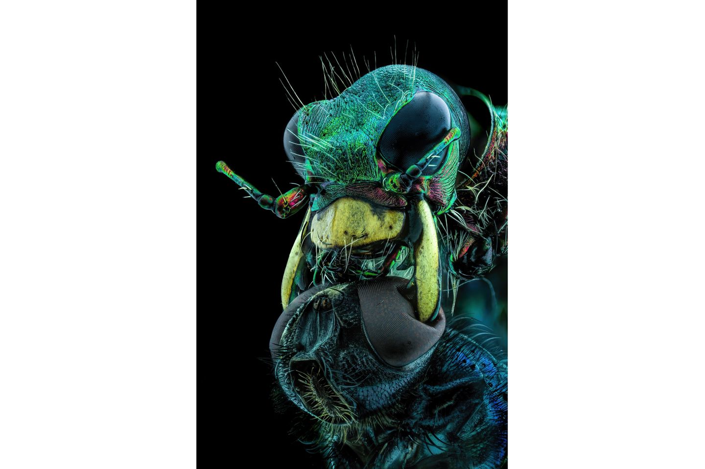 10th Place    Murat Öztürk    Ankara, Turkey    A fly under the chin of a tiger beetle    Image Stacking    3.7X (Objective Lens Magnification)