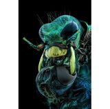 10th Place    Murat Öztürk    Ankara, Turkey    A fly under the chin of a tiger beetle    Image Stacking    3.7X (Objective Lens Magnification)