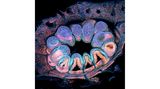 12th Place    Brett M. Lewis    Queensland University of Technology    Department of Earth and Atmospheric Science    Brisbane, Queensland, Australia    Autofluorescence of a single coral polyp (approx. 1 mm)     Fluorescence, Image Stacking    20X (Objective Lens Magnification)
