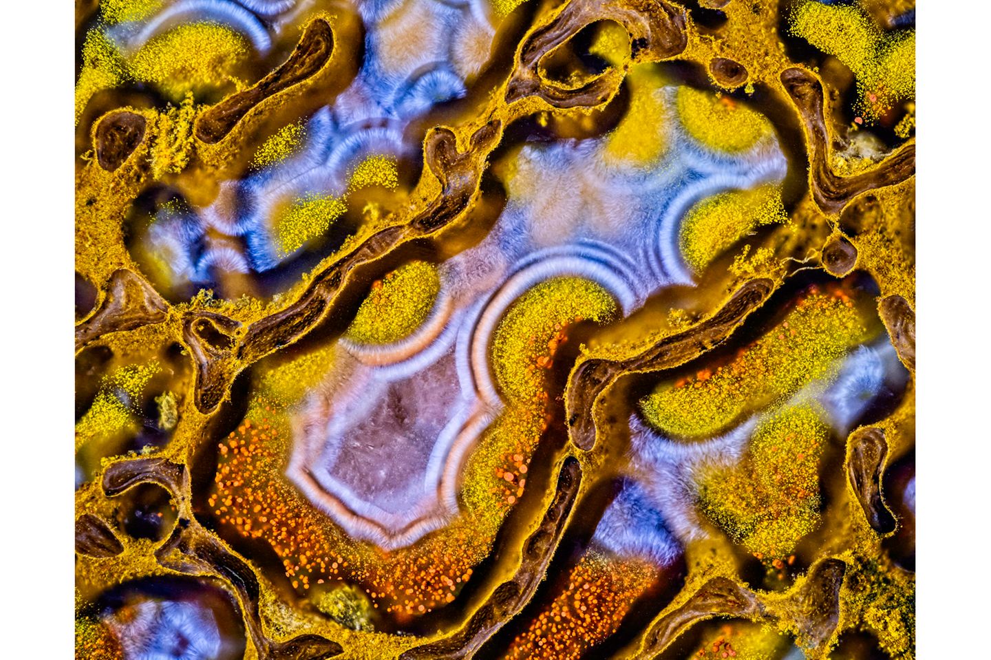 13th Place    Randy Fullbright    Fullbright Studio    Vernal, Utah, USA    Agatized dinosaur bone     Image Stacking    60X (Objective Lens Magnification)