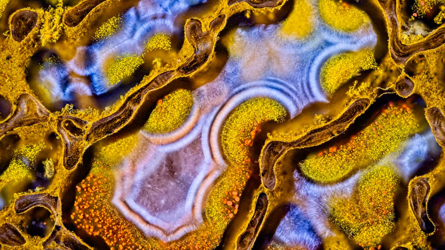 13th Place    Randy Fullbright    Fullbright Studio    Vernal, Utah, USA    Agatized dinosaur bone     Image Stacking    60X (Objective Lens Magnification)