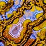 13th Place    Randy Fullbright    Fullbright Studio    Vernal, Utah, USA    Agatized dinosaur bone     Image Stacking    60X (Objective Lens Magnification)