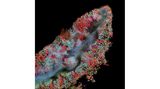 19th Place    Dr. Tagide deCarvalho    University of Maryland, Baltimore County (UMBC)    Keith R. Porter Imaging Facility    Baltimore, Maryland, USA    Bacterial biofilm on a human tongue cell    Confocal    63X (Objective Lens Magnification)