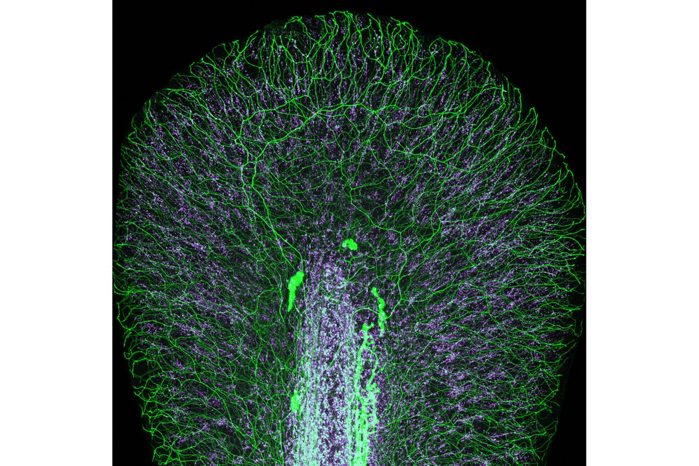 17th Place    Dr. Daniel Wehner & Julia Kolb    Max Planck Institute for the Science of Light    Department of Biological Optomechanics    Erlangen, Bavaria, Germany    Tail fin of a zebrafish larva with peripheral nerves (green) and extracellular matrix (violet)    Confocal    10X (Objective Lens Magnification)