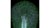 17th Place    Dr. Daniel Wehner & Julia Kolb    Max Planck Institute for the Science of Light    Department of Biological Optomechanics    Erlangen, Bavaria, Germany    Tail fin of a zebrafish larva with peripheral nerves (green) and extracellular matrix (violet)    Confocal    10X (Objective Lens Magnification)