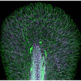 17th Place    Dr. Daniel Wehner & Julia Kolb    Max Planck Institute for the Science of Light    Department of Biological Optomechanics    Erlangen, Bavaria, Germany    Tail fin of a zebrafish larva with peripheral nerves (green) and extracellular matrix (violet)    Confocal    10X (Objective Lens Magnification)